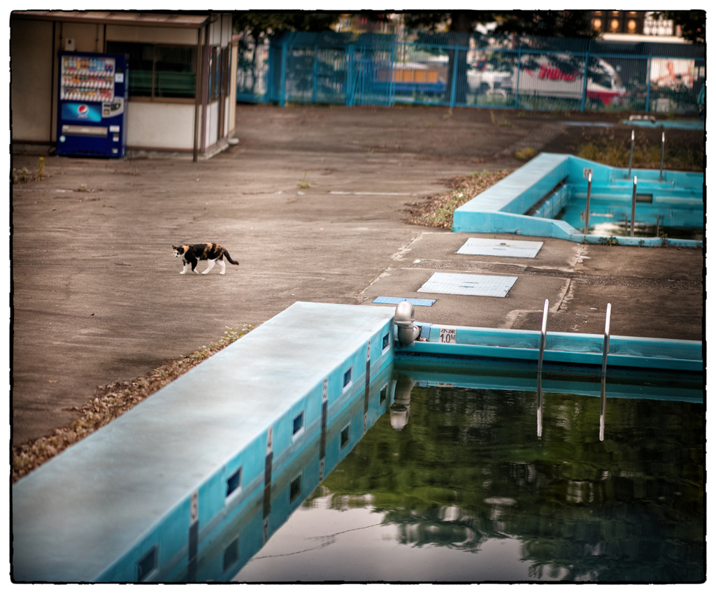 「プールサイドの猫」小江戸川越散歩467