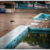 「プールサイドの猫」小江戸川越散歩467