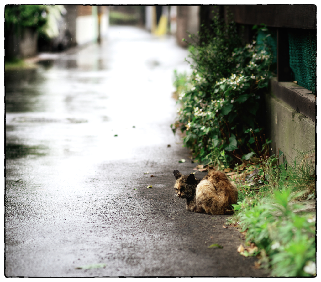 「猫の幸せ」小江戸川越散歩252