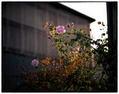 「風立ちぬ」小江戸川越散歩703