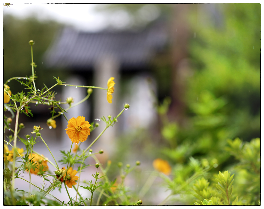 「秋雨」小江戸川越散歩189