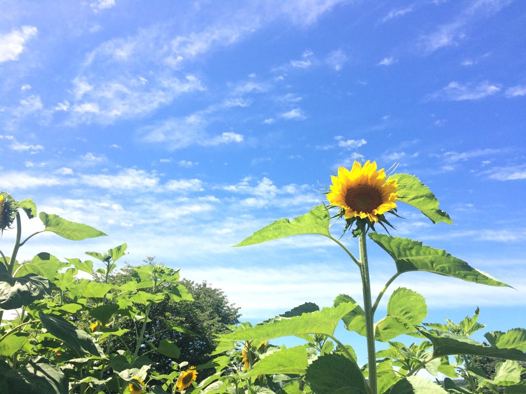 夏