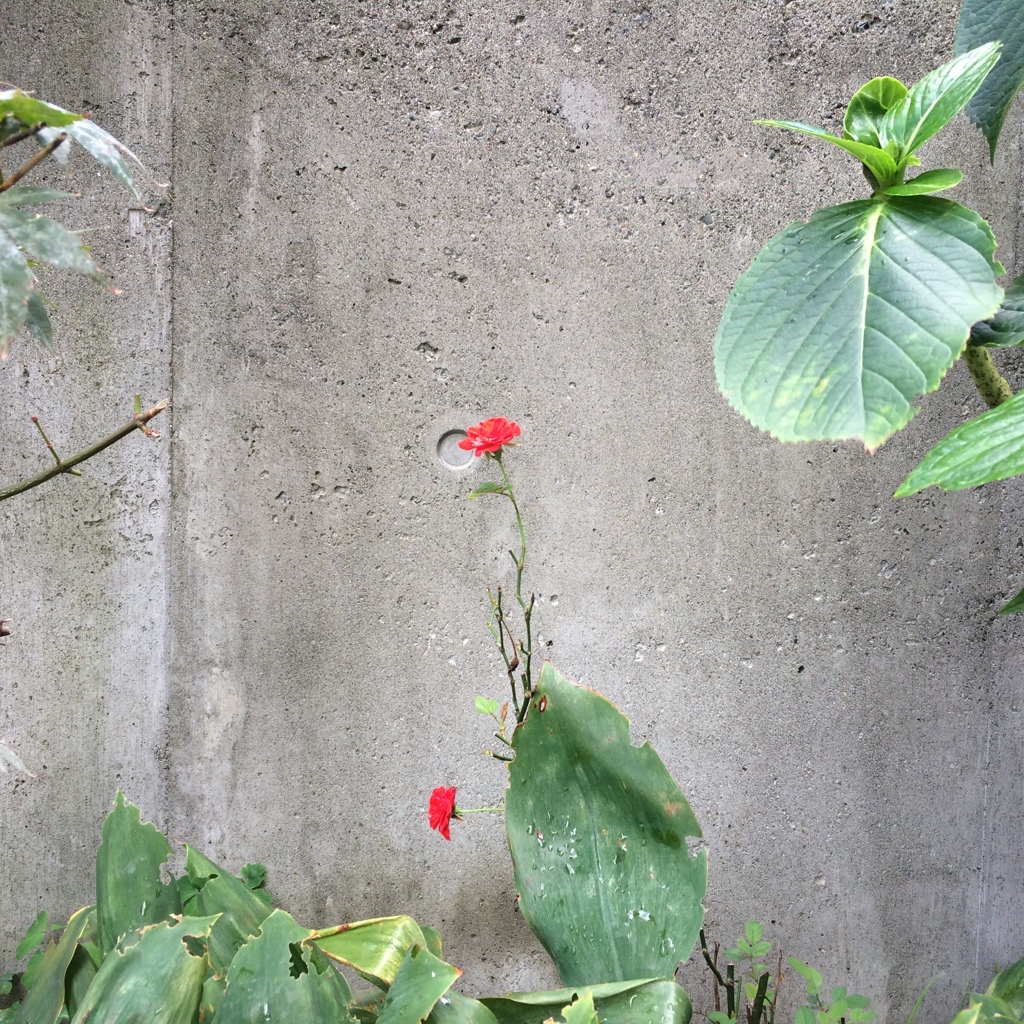 紅