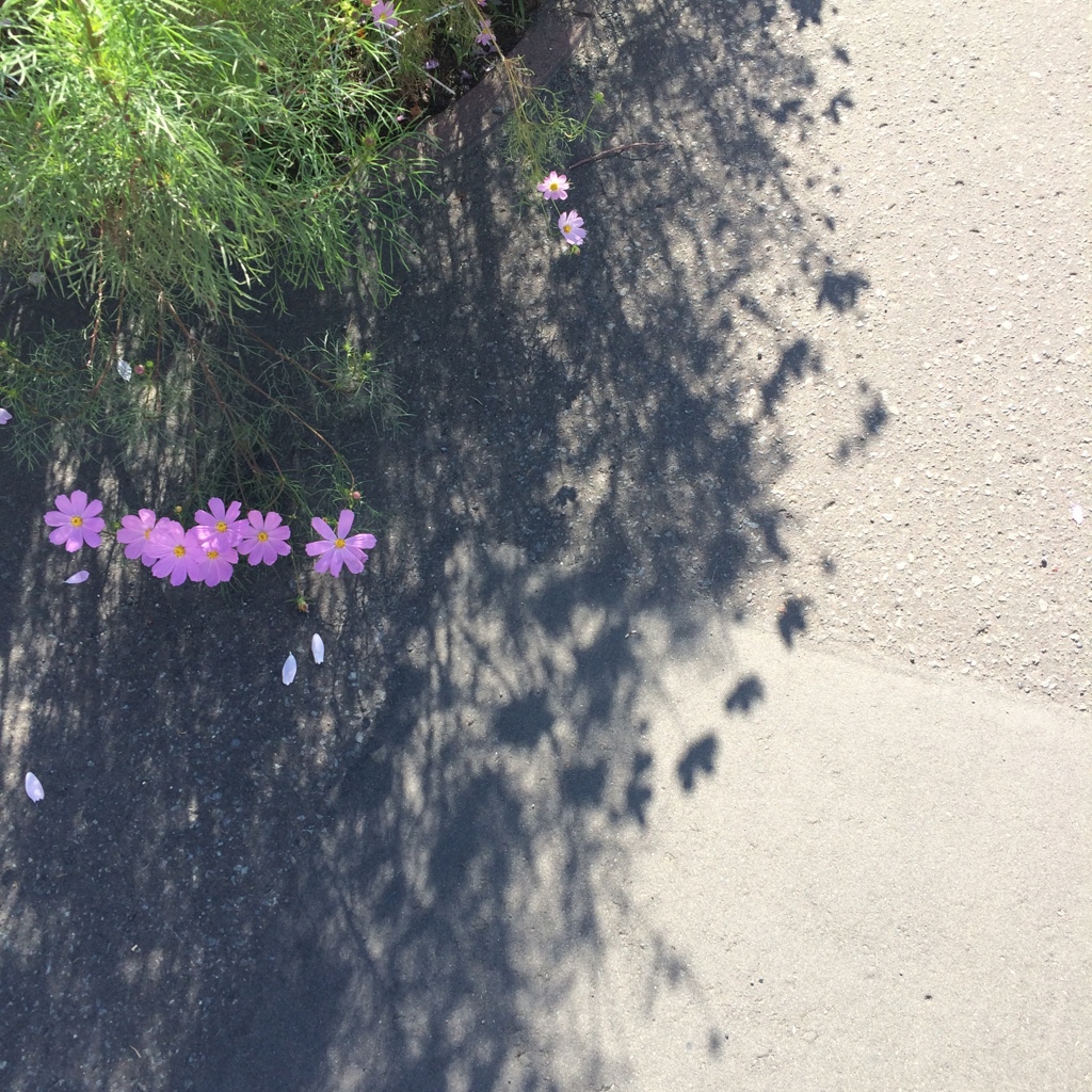 コスモスが揺れる