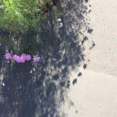 コスモスが揺れる