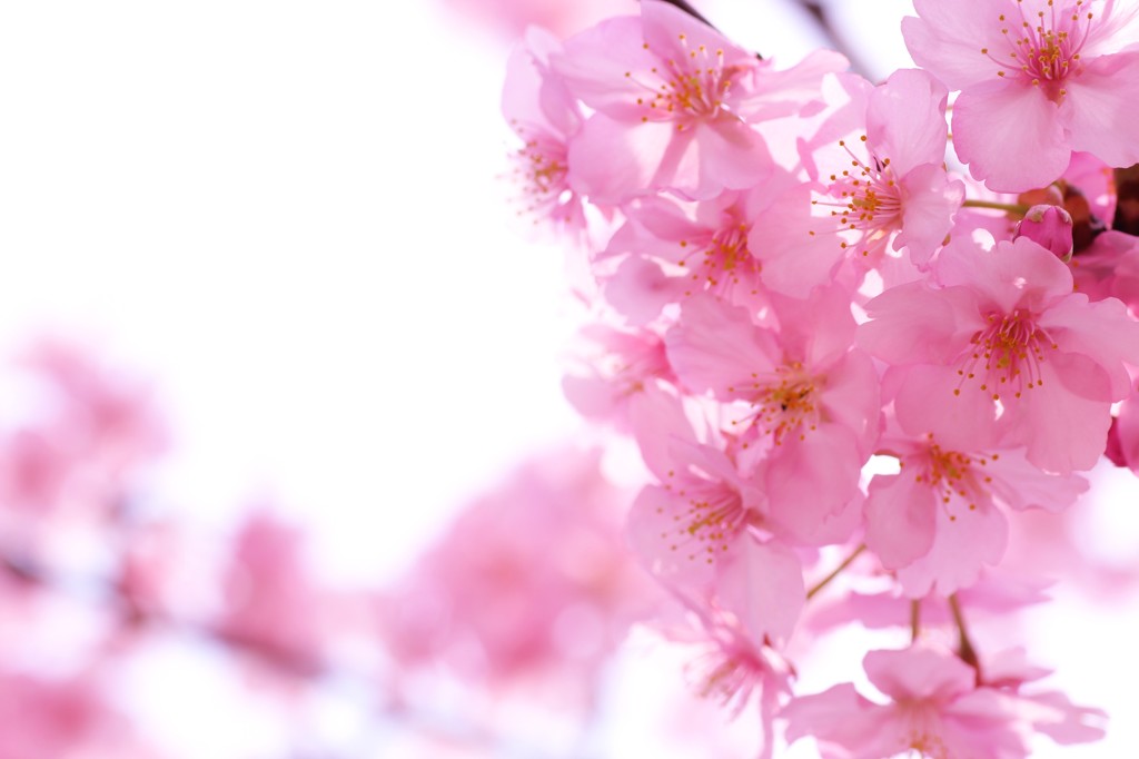 河津桜