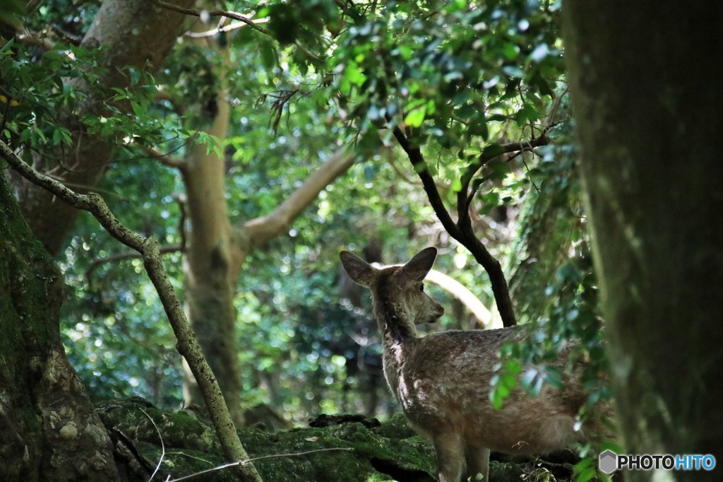 秘密の場所へのトンネル