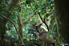 秘密の場所へのトンネル