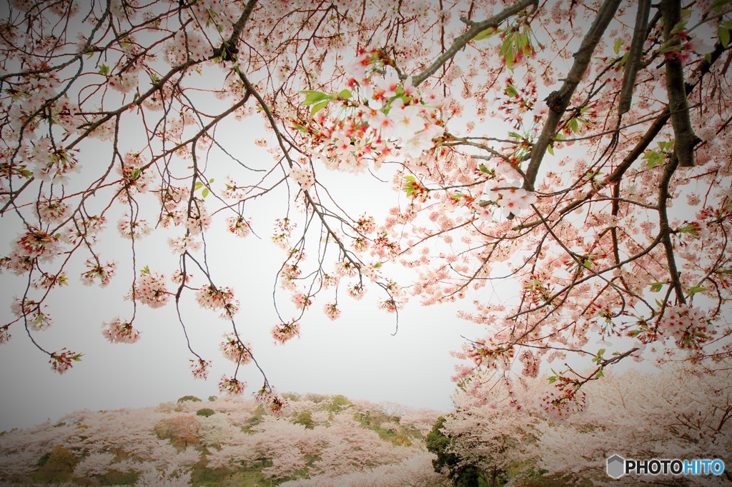 桜カーテン