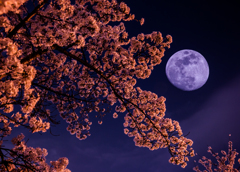 夜桜と満月