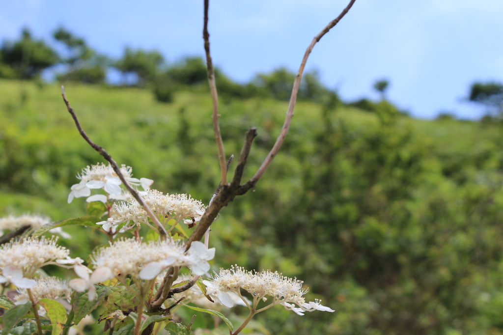 伊吹山