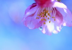 しずく
