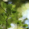 緑の季節