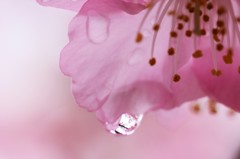 河津桜の涙