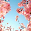 乱れ桜