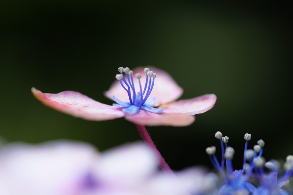 紫陽花