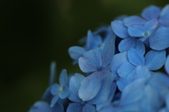 紫陽花ぶるー
