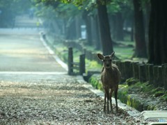 鹿「どこから来たか言いなさい」