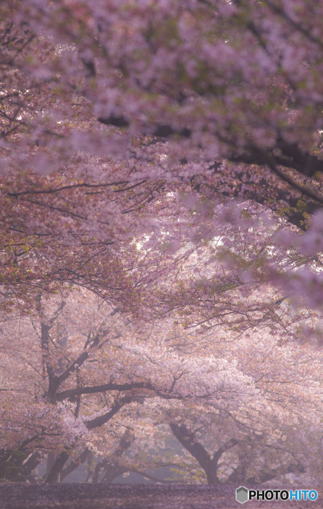 桜道