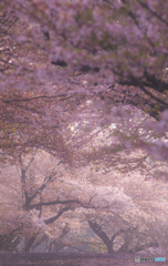 桜道