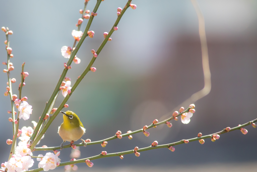 うめじろー