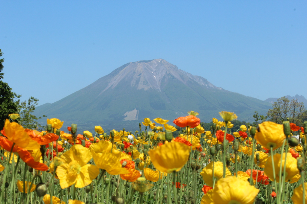 大山とポピー