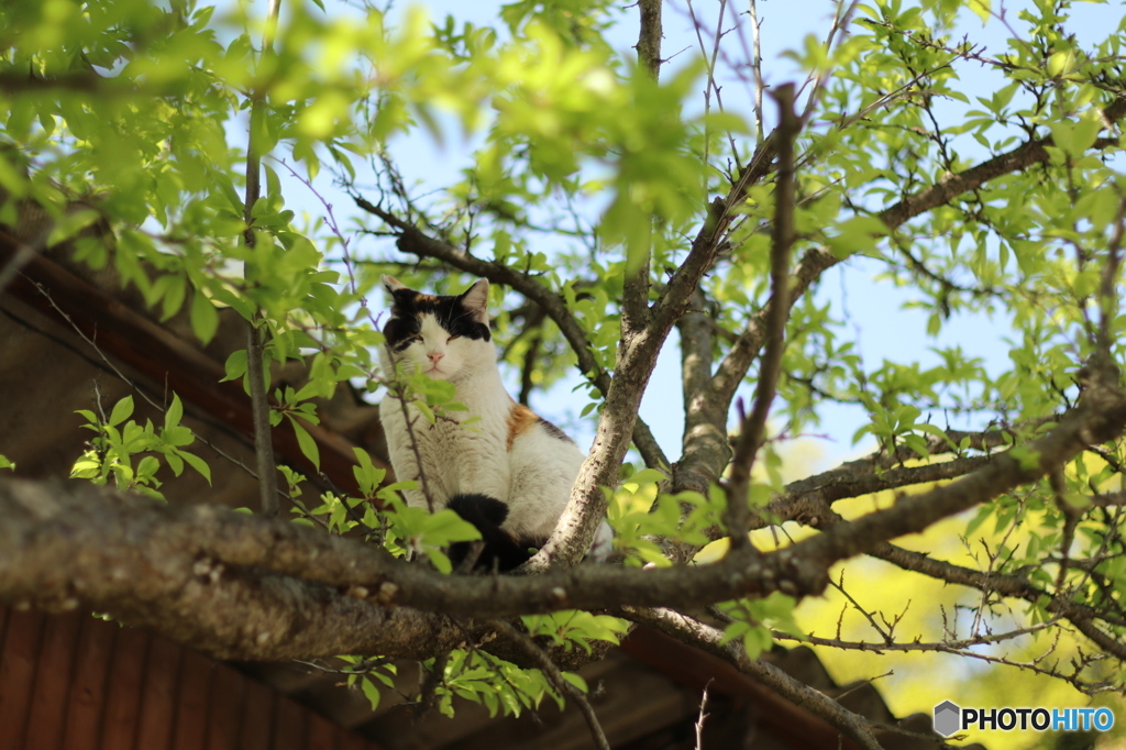 天然キャットタワー