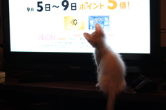 テレビ見る子猫ちゃん