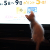 テレビ見る子猫ちゃん