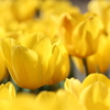 チューリップ