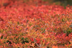 紅葉