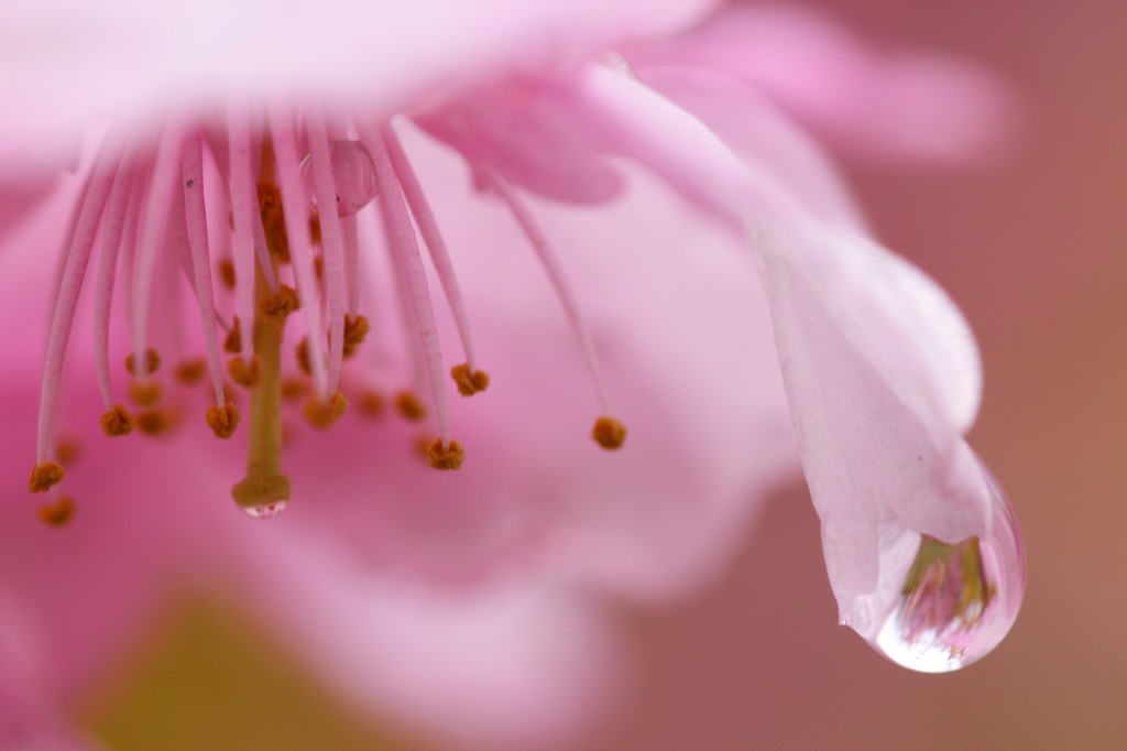 桜の傘