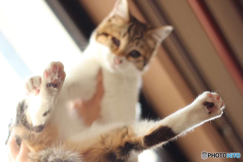 にゃー！