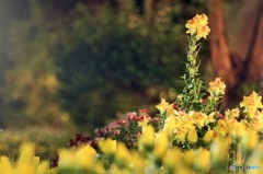 花達のお神輿