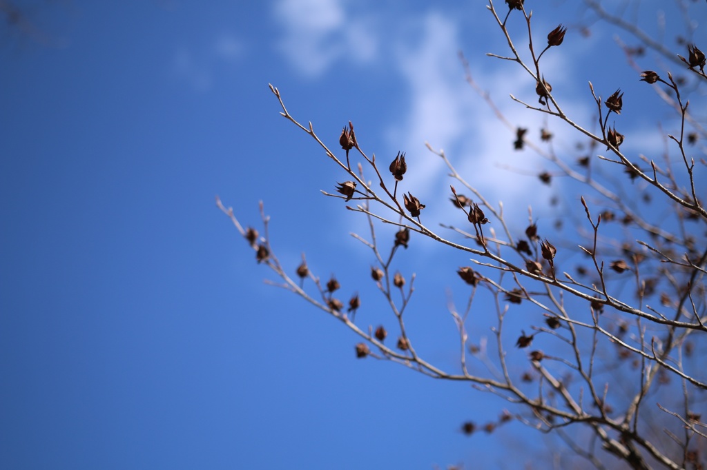 枝空と雲