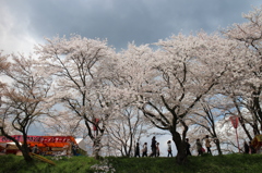 木次の桜　（島根県雲南市）