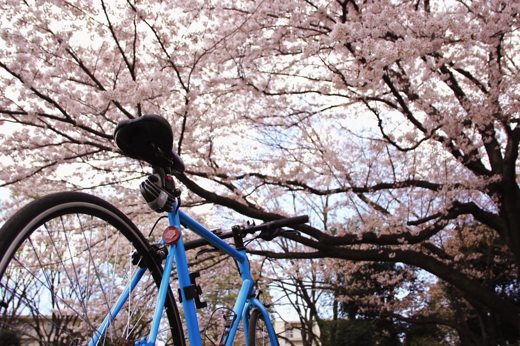 満開の桜の下で