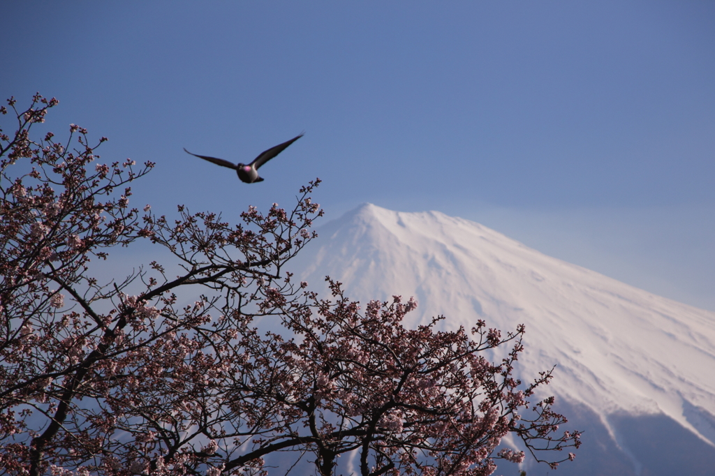 桜と富士山