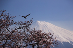桜と富士山