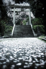 散ってもなお