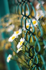 a lovery flower