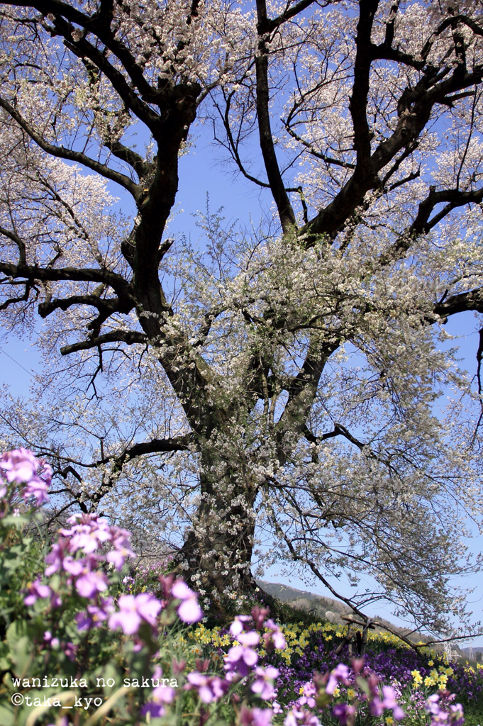 わに塚の桜