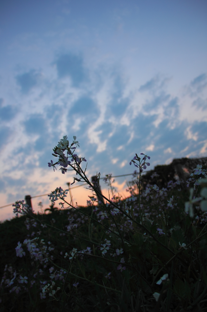 夜明けの花