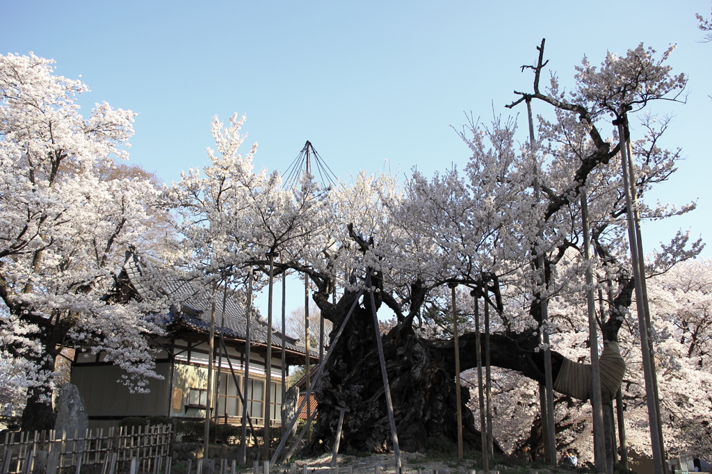 山高神代桜