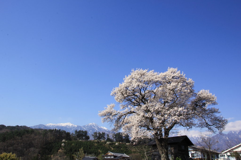 一本桜と南アルプス