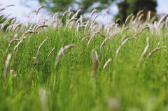 spring wind