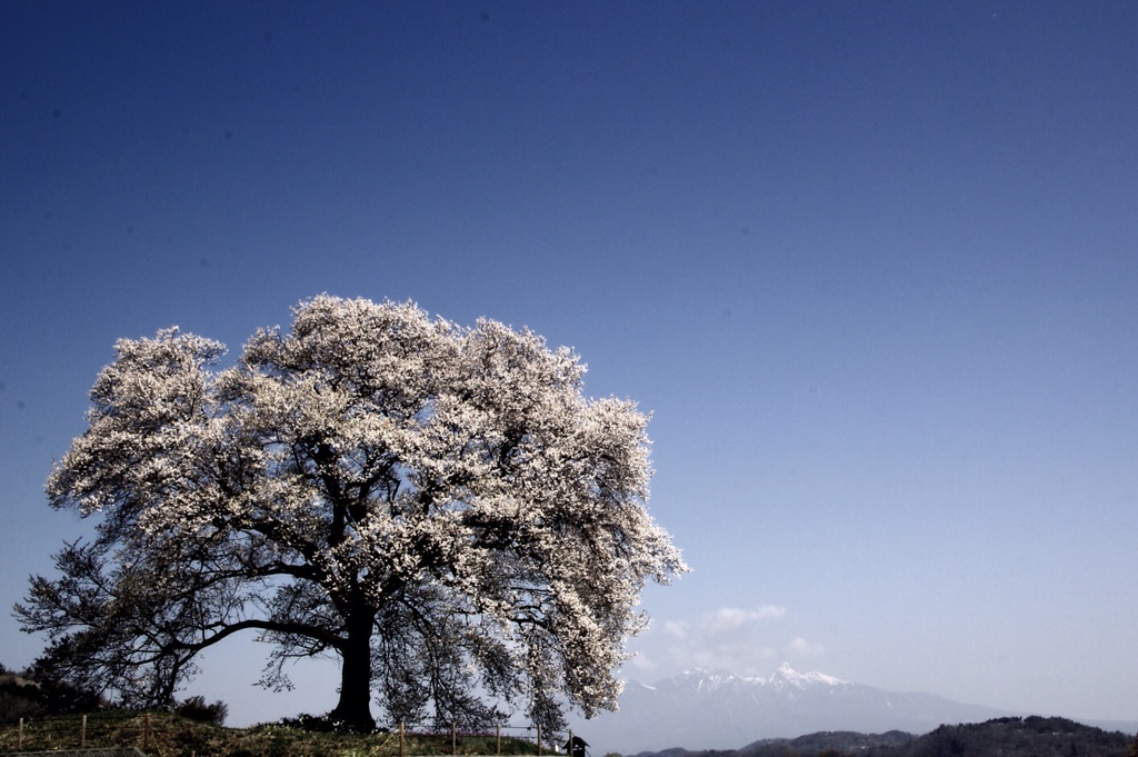 わに塚の一本桜