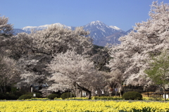 実相寺の桜