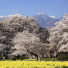 実相寺の桜