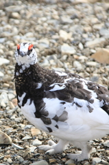 雷鳥接近